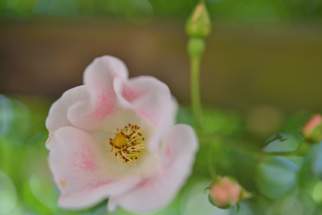 c0246290_7241117.jpg