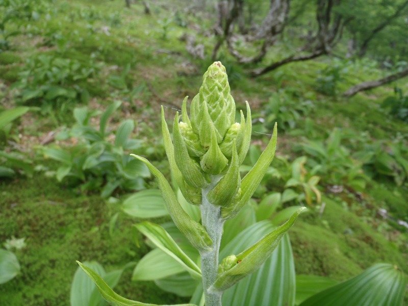 c0147398_1105282.jpg