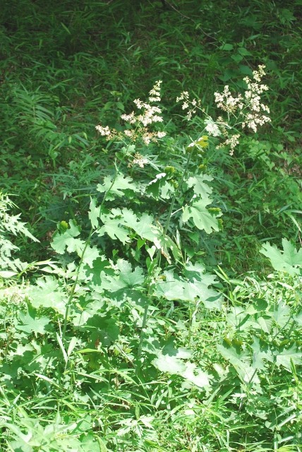 e0025300_21375661.jpg