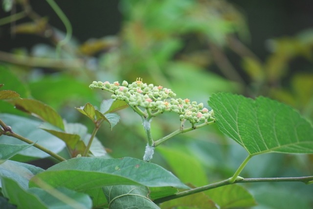 e0025300_21435625.jpg