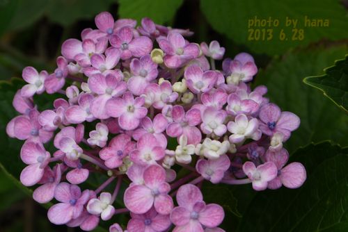 b0061107_21422115.jpg
