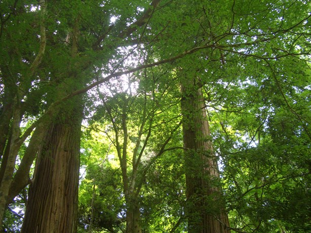 e0033713_9444261.jpg
