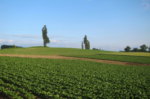 b0178339_1781463.jpg