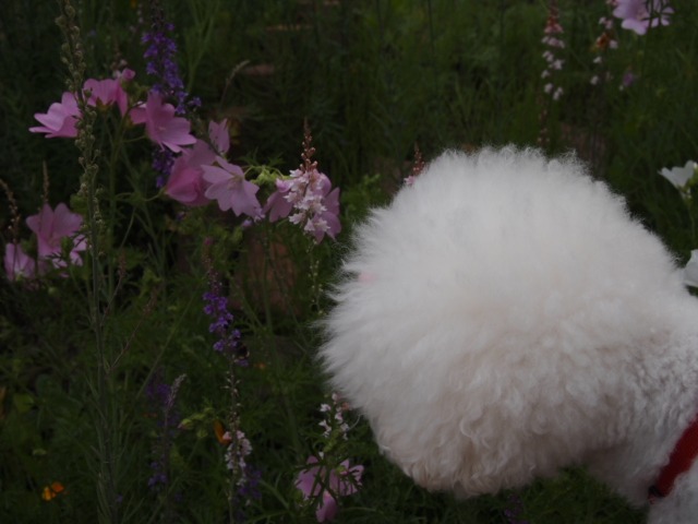c0117239_7301017.jpg