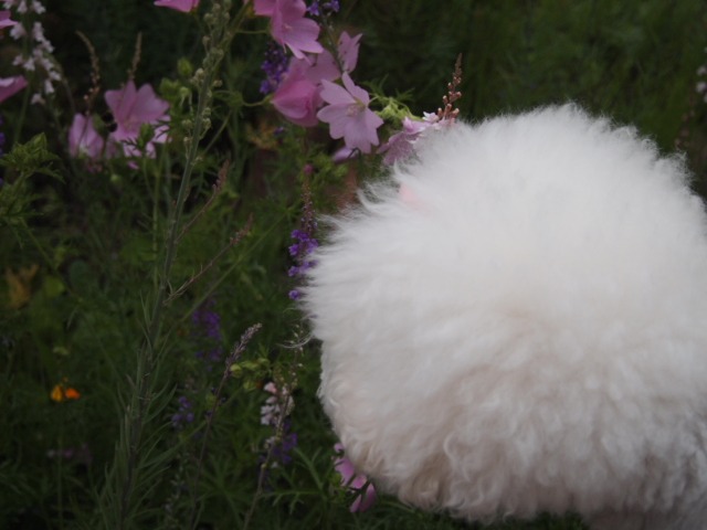 c0117239_7332618.jpg