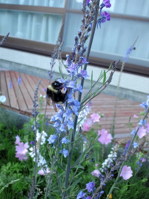 c0117239_7413726.jpg