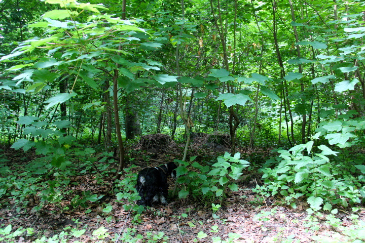 c0153740_134646.jpg