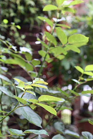 c0178453_7594074.jpg