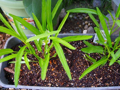 e0001860_21581044.jpg