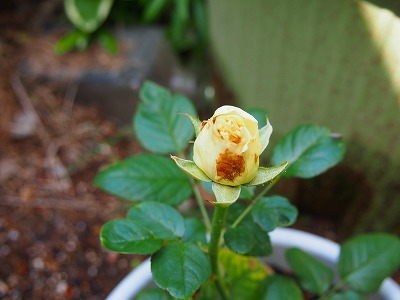 e0001860_21585595.jpg
