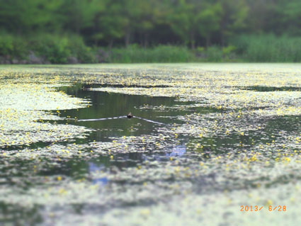 b0075364_20402548.jpg