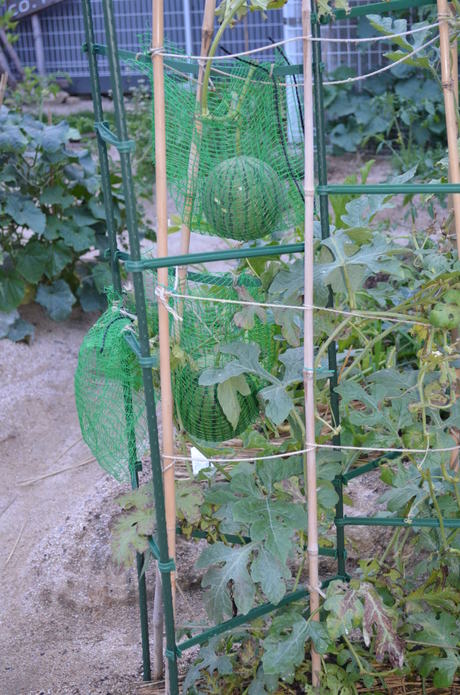 f0016981_121125.jpg