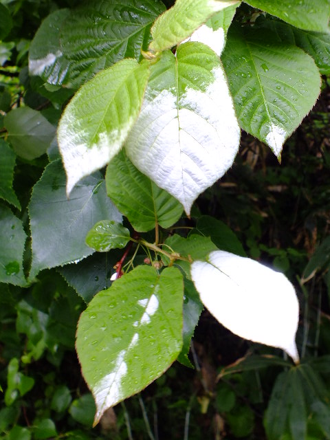 e0145782_15591972.jpg