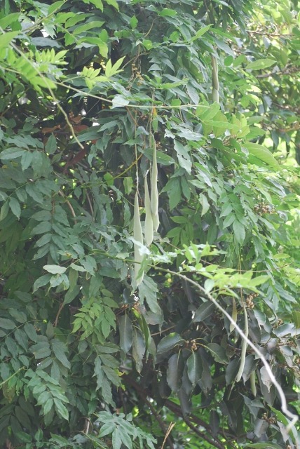 e0025300_21474216.jpg