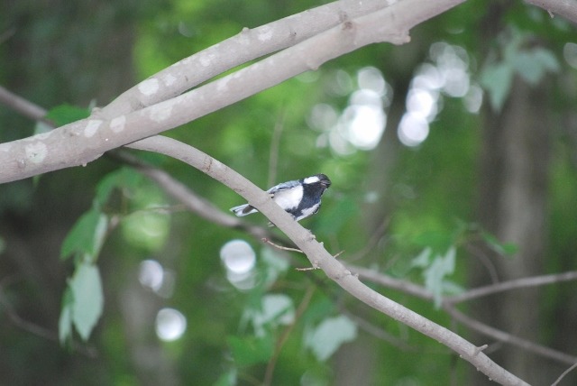 e0025300_21524877.jpg