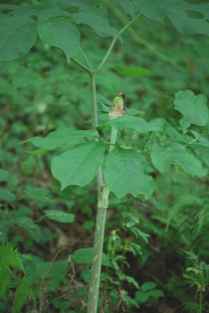 e0025300_21553574.jpg