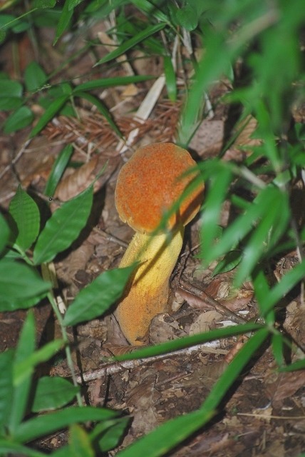 e0025300_21594073.jpg