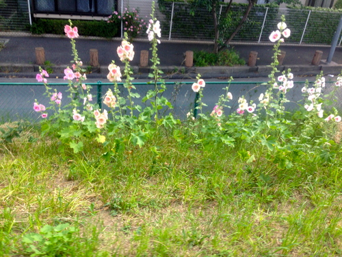 d0013834_8442669.jpg