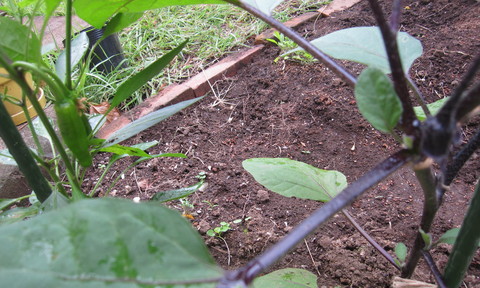 d0323339_932169.jpg
