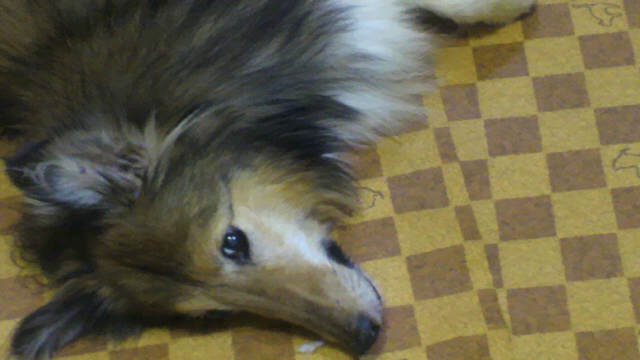 a0140955_9285041.jpg