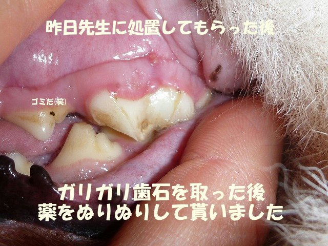 e0176159_2020377.jpg