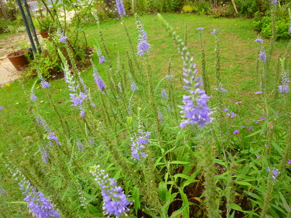 c0216472_6571629.jpg