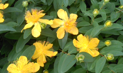 c0069380_11593169.jpg