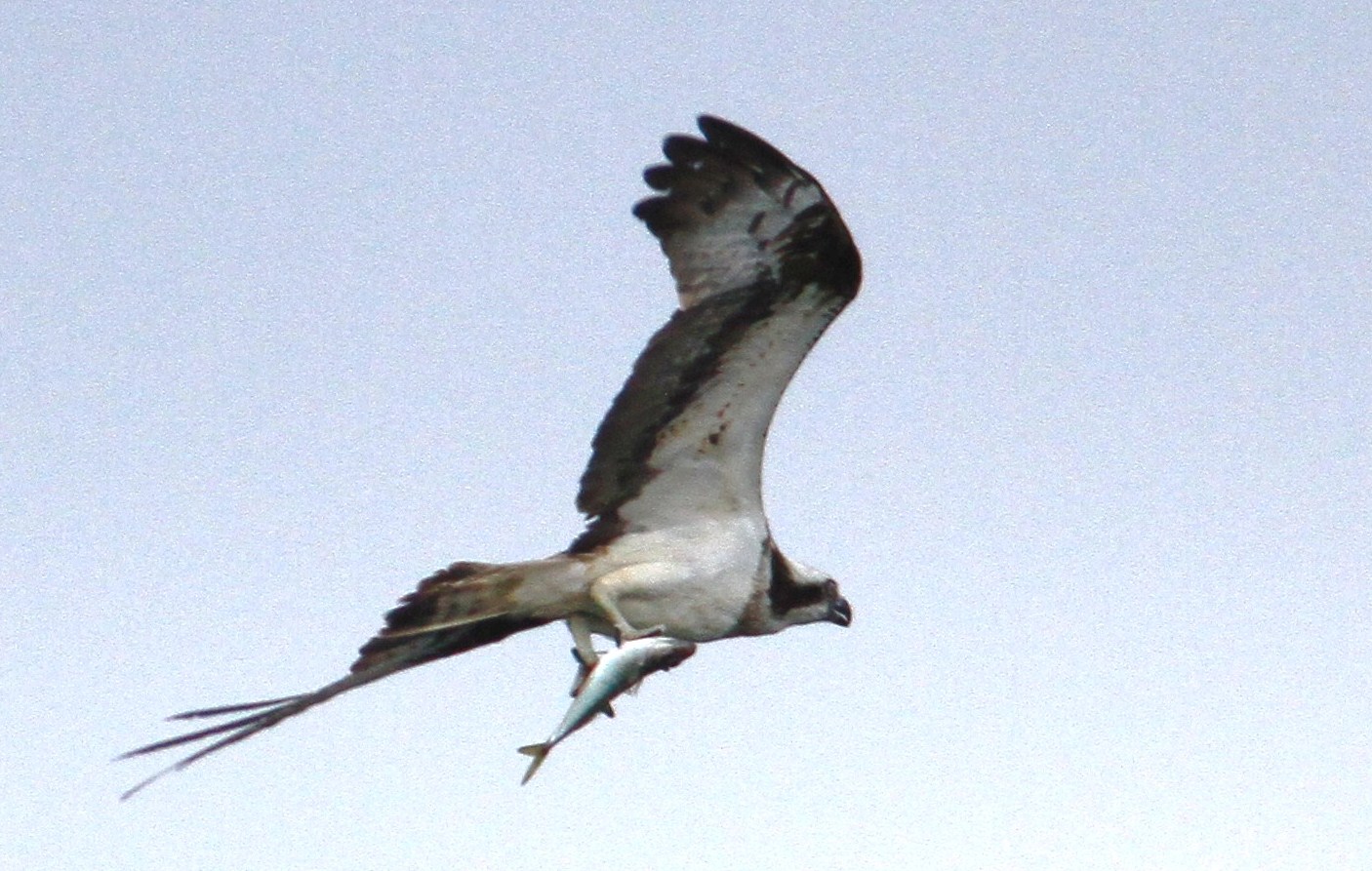 e0197884_21585041.jpg