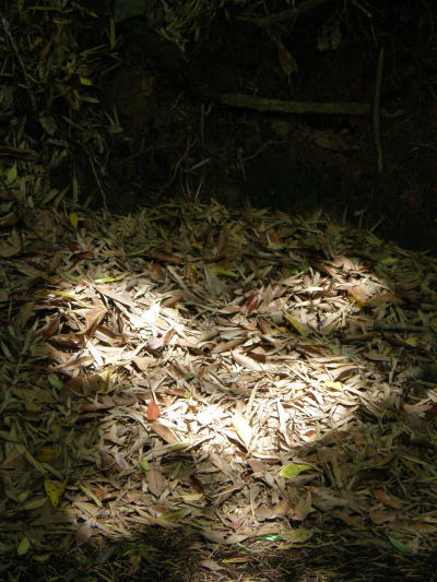 e0017396_2275512.jpg