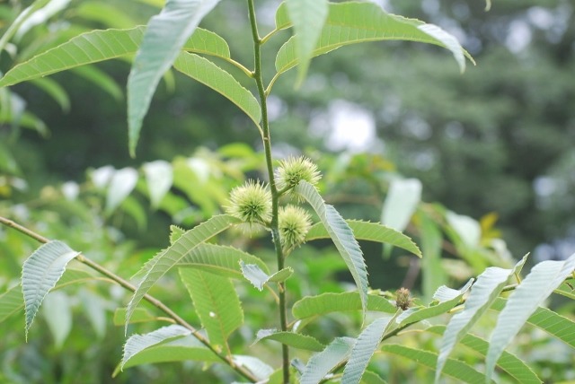 e0025300_2043237.jpg