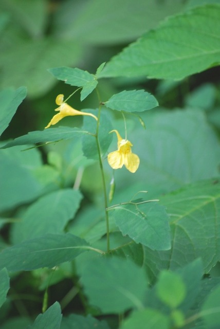 e0025300_20511034.jpg