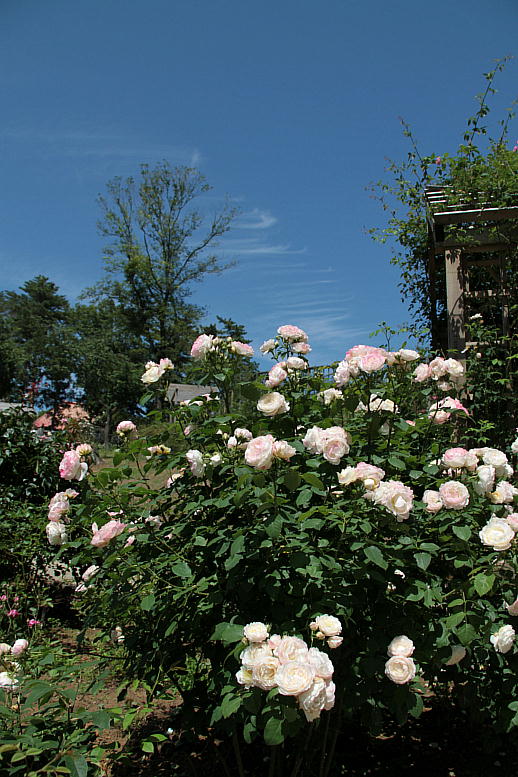 d0166303_2352723.jpg
