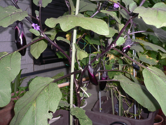 a0249215_18361363.jpg