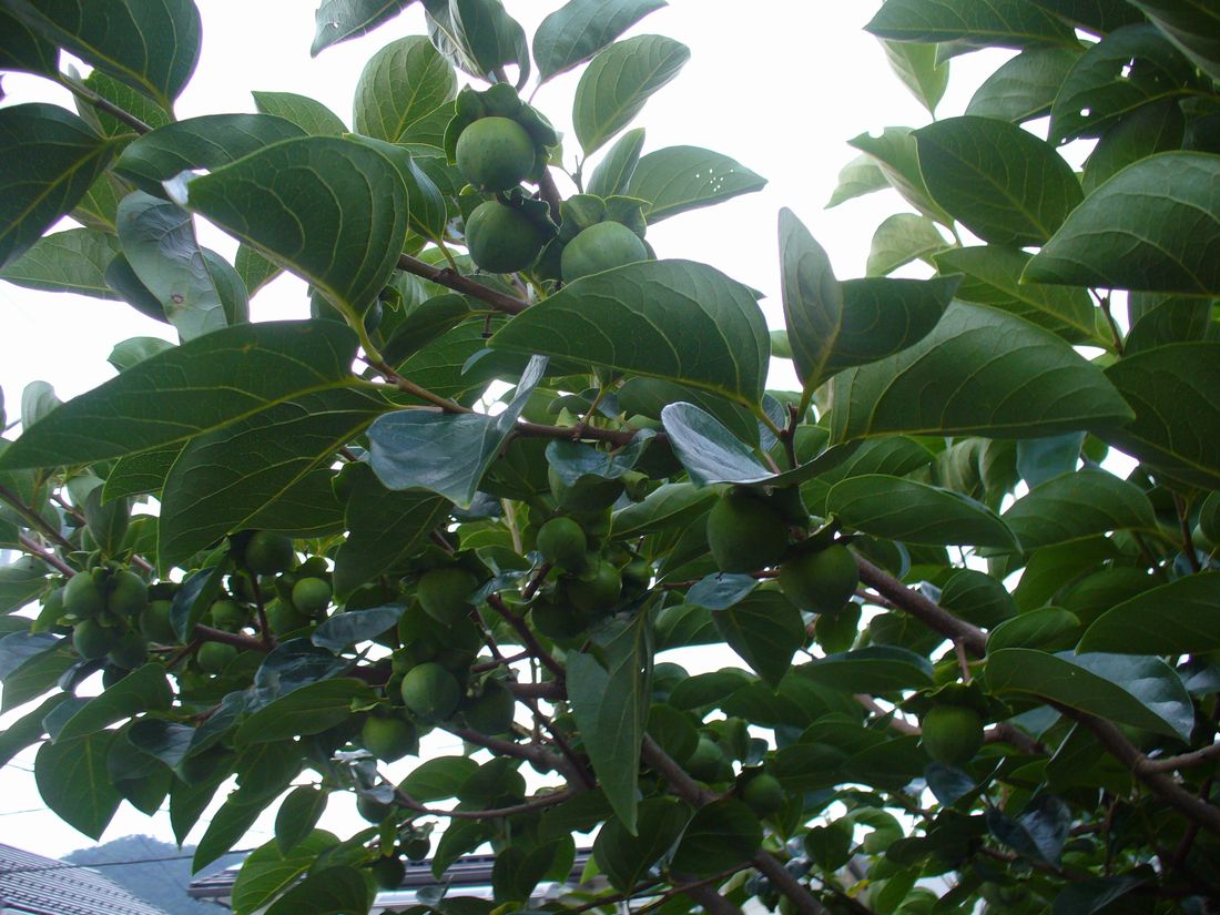 f0275632_19135634.jpg