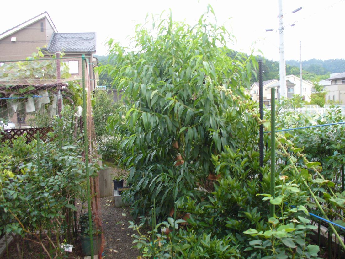 f0275632_194865.jpg