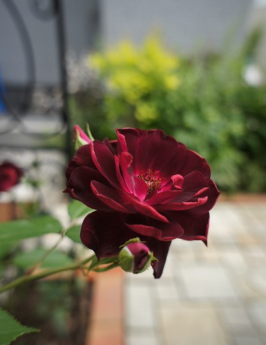 f0205733_003942.jpg