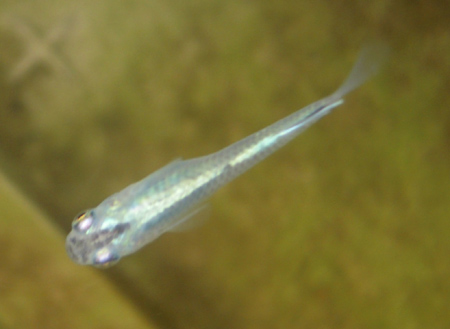 e0097534_11291487.jpg