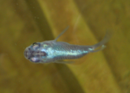e0097534_11293497.jpg