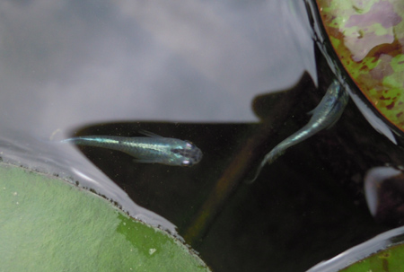 e0097534_11294734.jpg