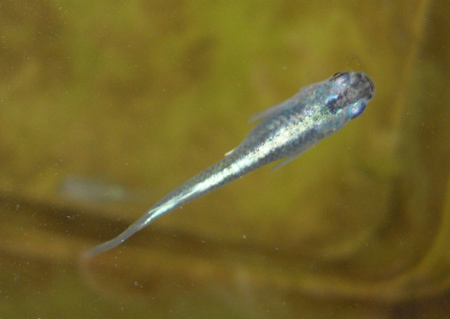 e0097534_11301063.jpg