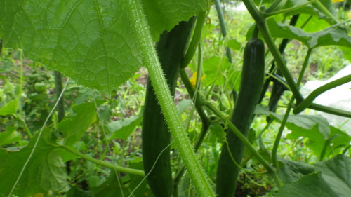 c0300035_9113450.jpg