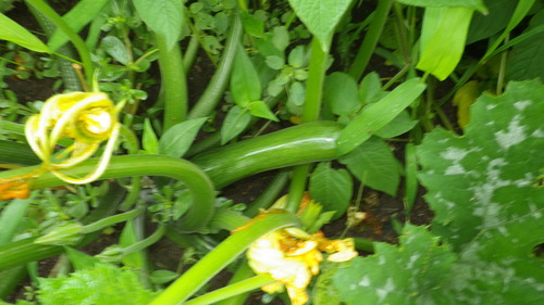 c0300035_9123352.jpg