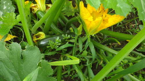 c0300035_9125811.jpg