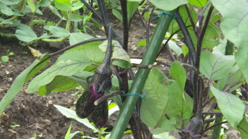 c0300035_9142372.jpg