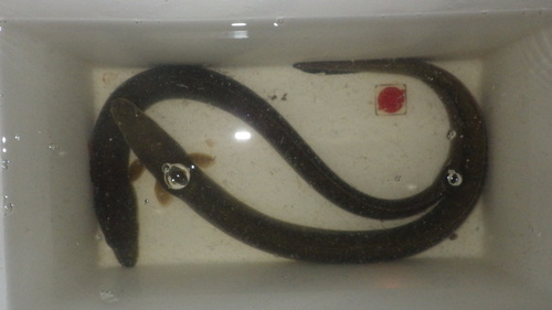 c0300035_9461299.jpg