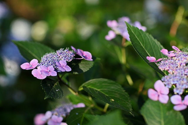 a0242438_20113134.jpg