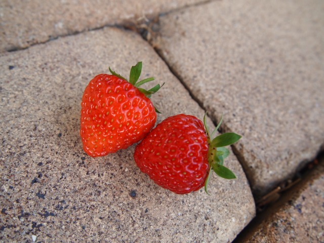 c0117239_6293249.jpg