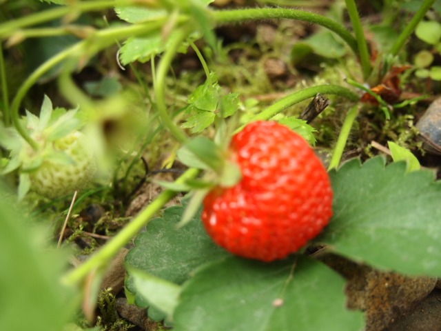 c0117239_6321898.jpg