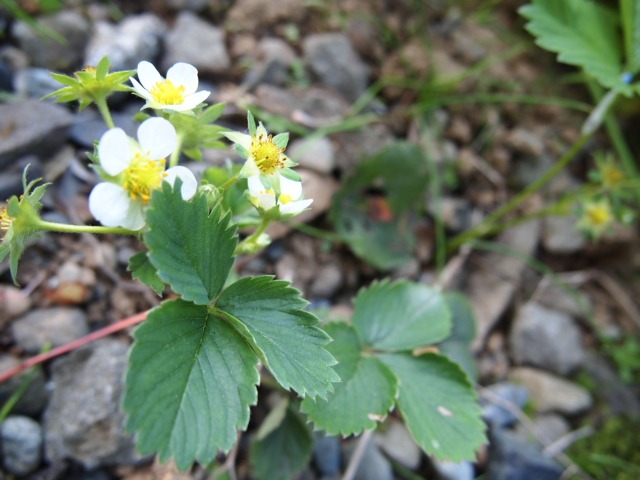 c0117239_6333939.jpg