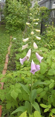 e0004756_19391699.jpg